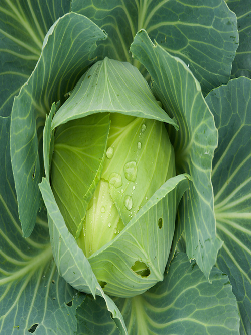 Cabbage (Badhakopi) – 1pcs