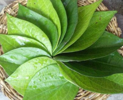 Betel Leaf (Pan) – 0.5 bira